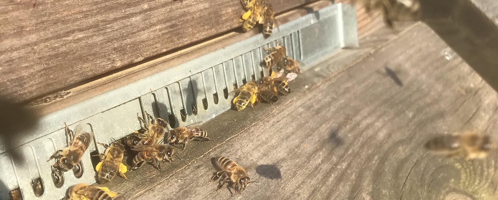 stuifmeel-bijen